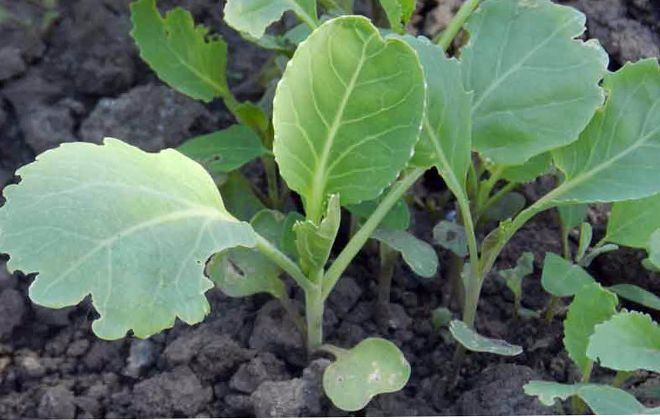 рассада белокочанной капусты рассада белокочанной капусты
