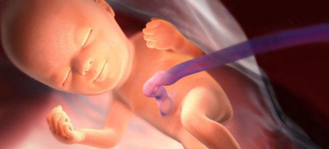 ребенок на 24 неделе беременности ребенок на 24 неделе беременности