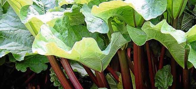 ревень состав и свойства ревень состав и свойства