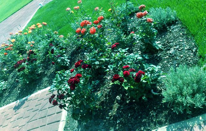 Роза Black magic Роза Black magic