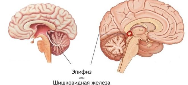 шишковидное тело шишковидное тело
