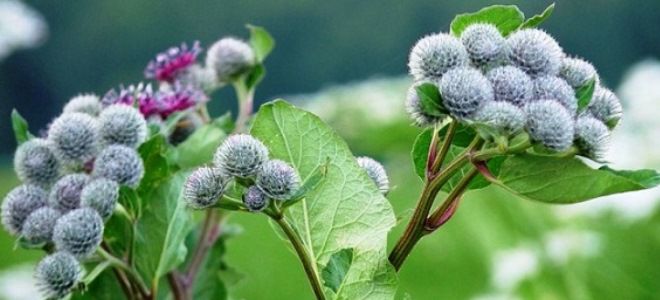 сильно выпадают волосы сильно выпадают волосы