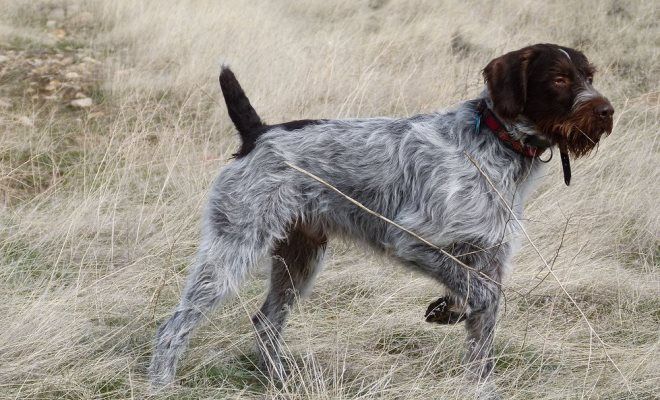 собака дратхаар описание породы собака дратхаар описание породы