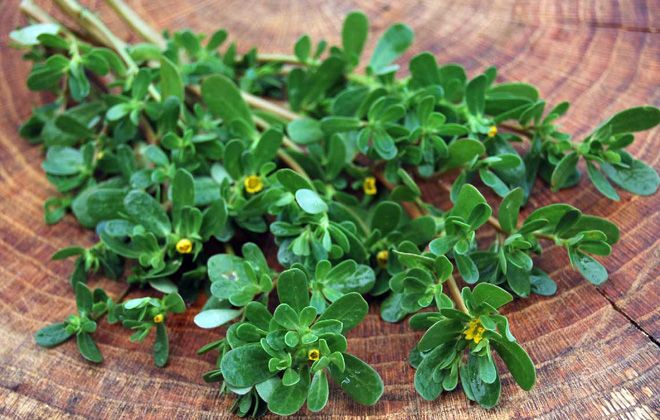 сорняк портулак огородный сорняк портулак огородный