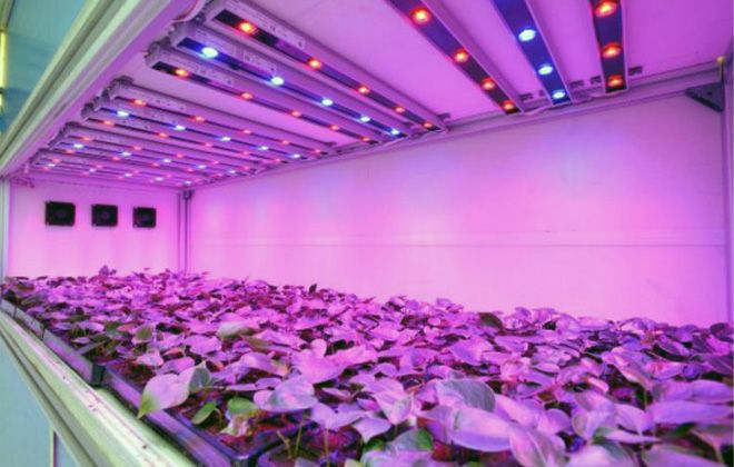 светодиодная лампа для растений светодиодная лампа для растений