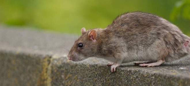 Сыпной тиф причины Сыпной тиф причины