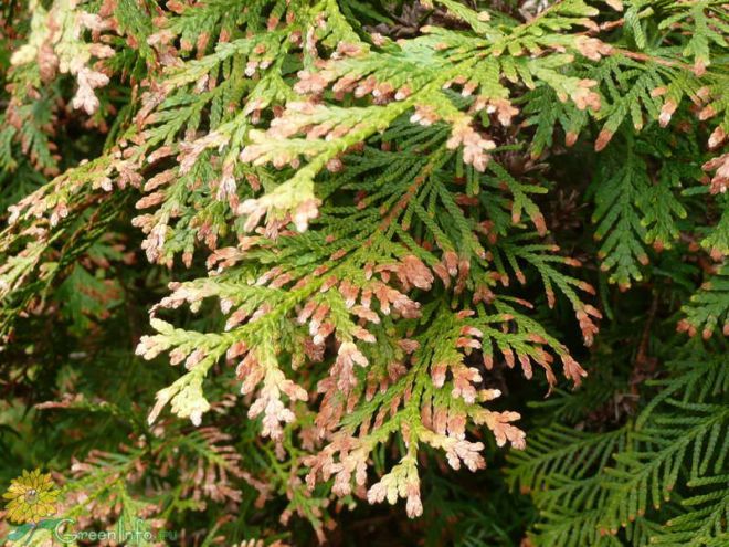 туи пожелтели после зимы что делать туи пожелтели после зимы что делать