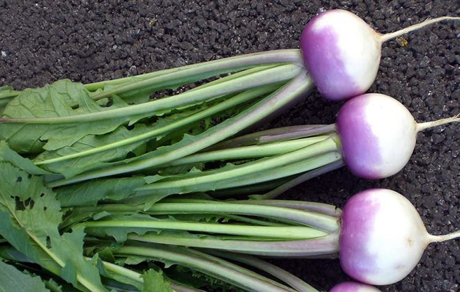 турнепс московский турнепс московский