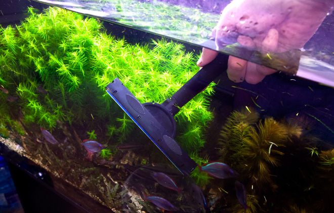 уход за аквариумом и рыбками уход за аквариумом и рыбками