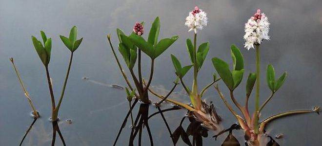 вахта трехлистная произрастает вахта трехлистная произрастает