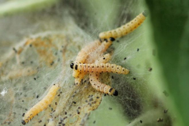 яблонная моль яблонная моль