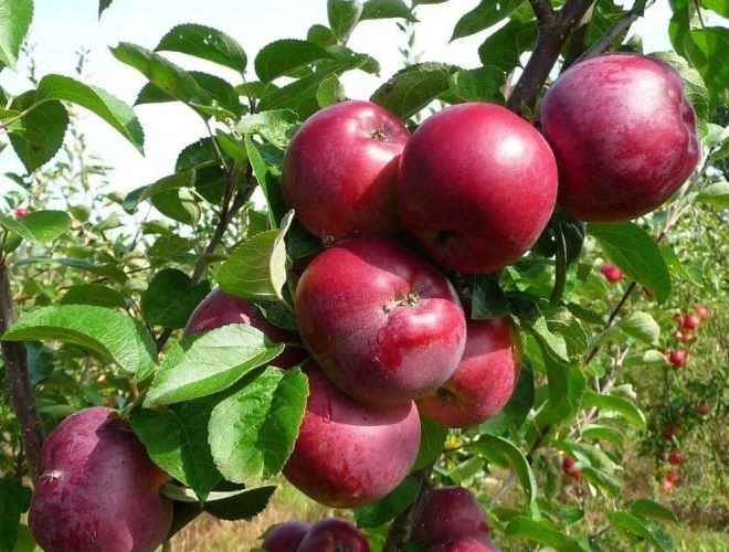 яблоня спартан писание яблоня спартан писание