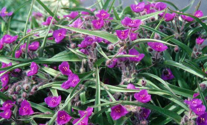 традесканция волосатая традесканция волосатая