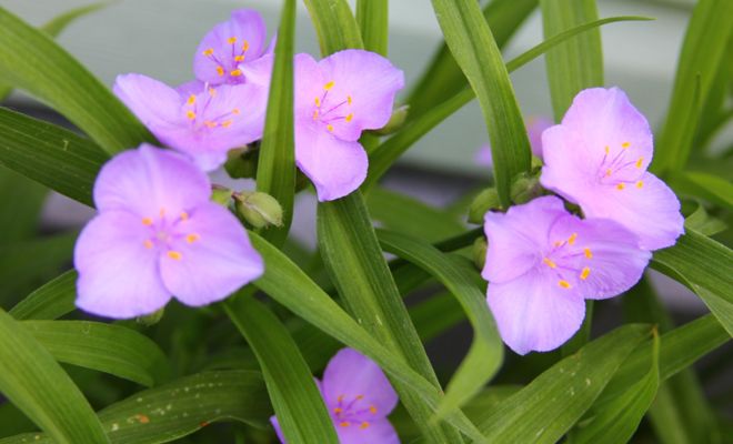 традесканция виргинская традесканция виргинская