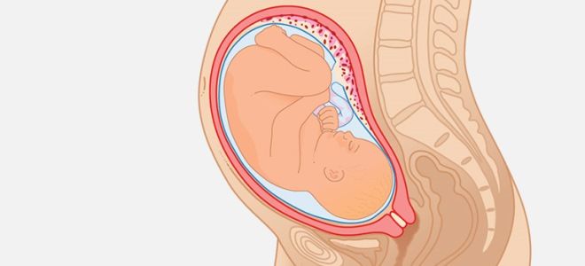 35 недель 35 недель