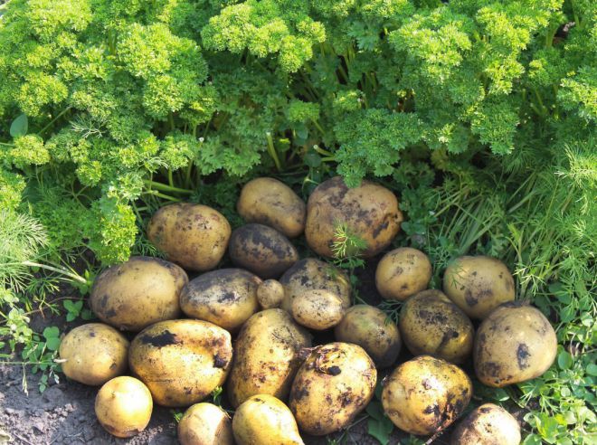 агротехника картофеля гала агротехника картофеля гала