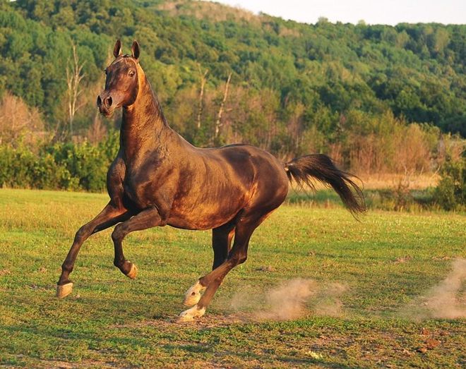 ахалтекинская порода лошадей характеристика ахалтекинская порода лошадей характеристика