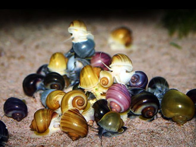 ампулярия в общем аквариуме ампулярия в общем аквариуме