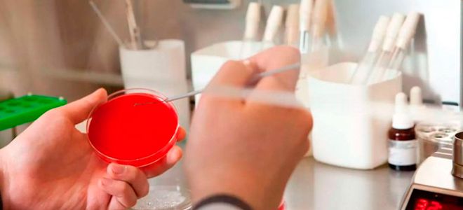 анализ на впч как берут у женщин анализ на впч как берут у женщин