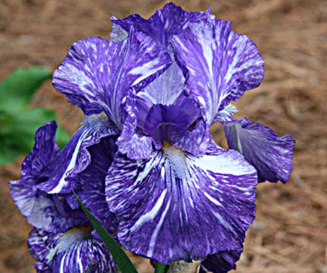 Бородатый ирис Батик Бородатый ирис Батик