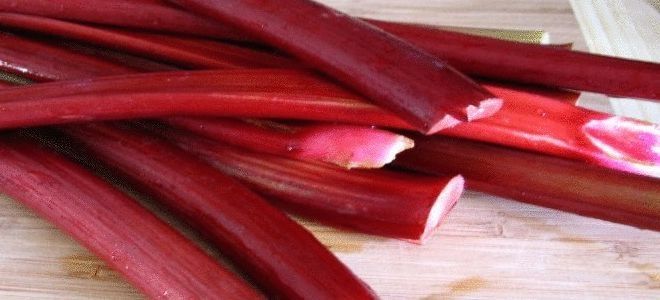 чем полезен ревень чем полезен ревень