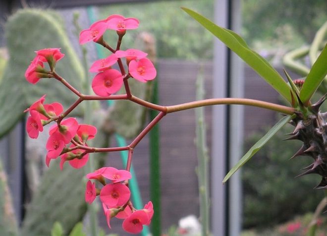 цветок молочай миля цветок молочай миля