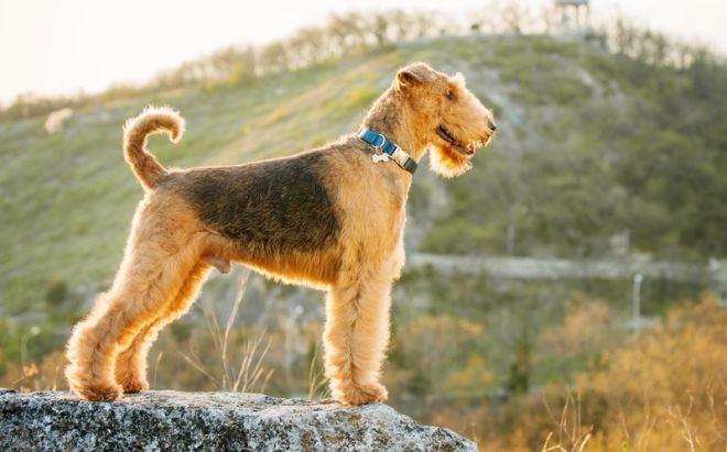 эрдельтерьер стандарт породы эрдельтерьер стандарт породы