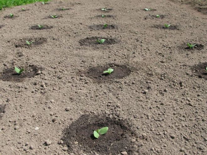 Грядка для огурцов в открытом грунте Грядка для огурцов в открытом грунте