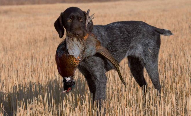 характер собаки дратхаар характер собаки дратхаар