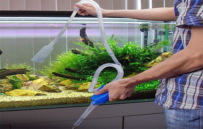 как часто нужно мыть аквариум как часто нужно мыть аквариум