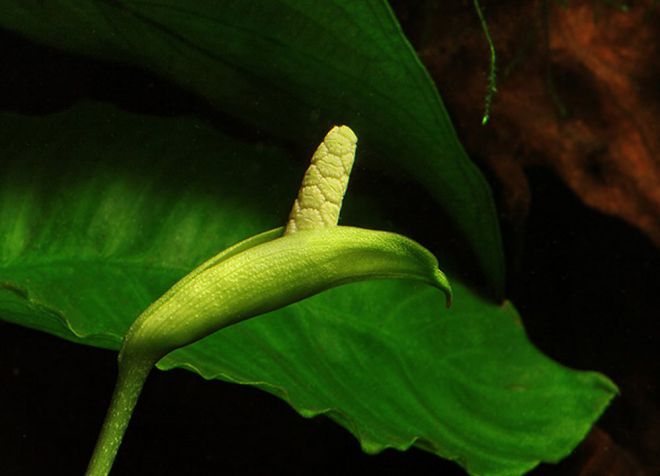 как цветет анубиас как цветет анубиас