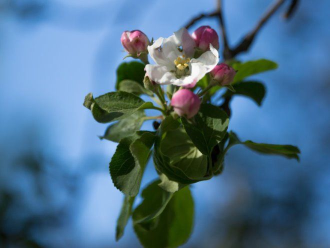 как цветет яблоня спартан как цветет яблоня спартан
