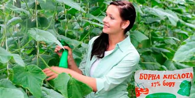 Как использовать борную кислоту для растений Как использовать борную кислоту для растений