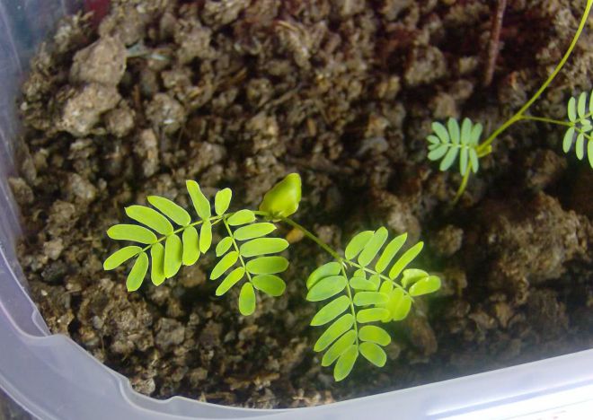 как из веточки мимозы вырастить куст как из веточки мимозы вырастить куст