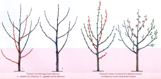 как обрезать молодую вишню осенью как обрезать молодую вишню осенью