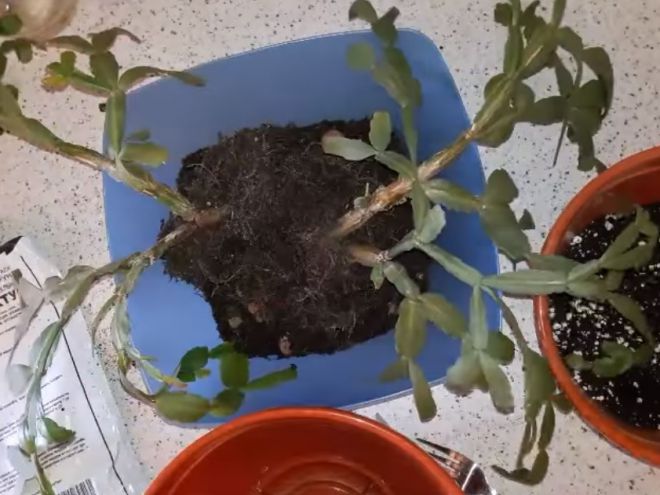 Как правильно пересадить цветок декабрист Как правильно пересадить цветок декабрист