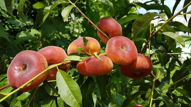 как растет инжирный персик как растет инжирный персик