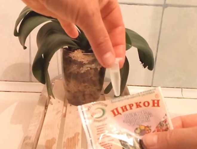 как разводить циркон для растений как разводить циркон для растений