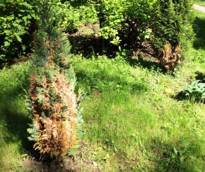 как реанимировать тую после зимы как реанимировать тую после зимы