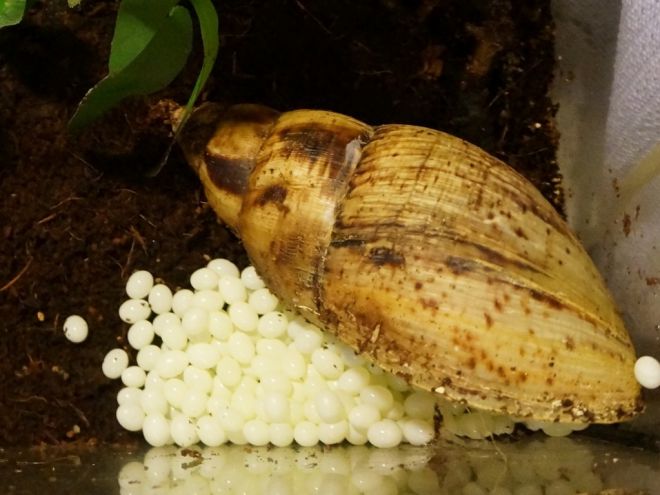 Как ухаживать за яйцами улиток ахатин Как ухаживать за яйцами улиток ахатин