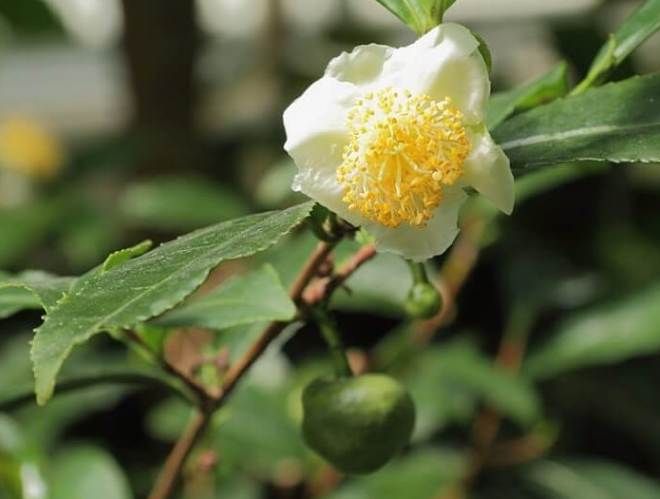 как выглядит цветок камелия как выглядит цветок камелия