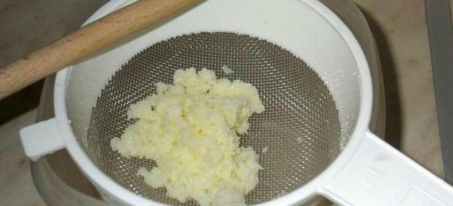 как вырастить молочный гриб как вырастить молочный гриб