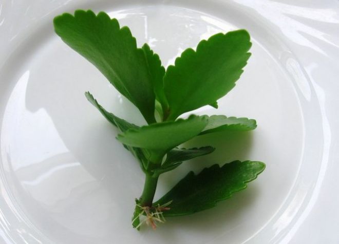 каланхоэ дегремона черенкование каланхоэ дегремона черенкование