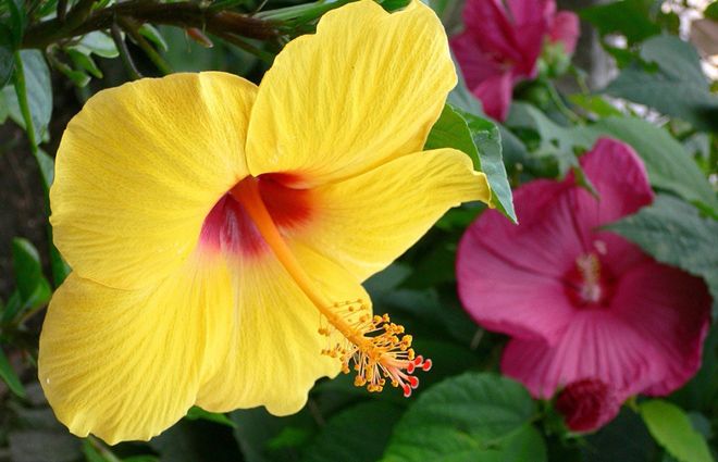 китайская роза фен шуй китайская роза фен шуй