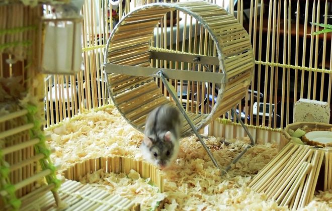 клетка для джунгарского хомяка клетка для джунгарского хомяка