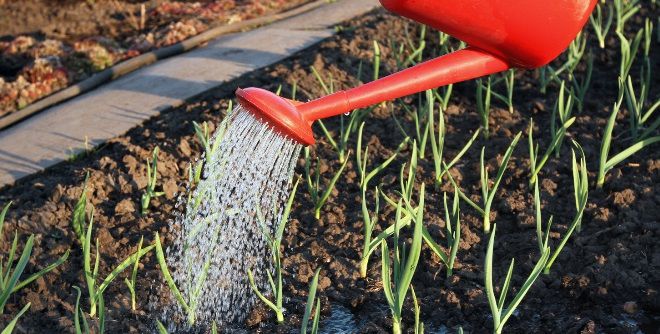 Когда прекращать полив чеснока перед уборкой Когда прекращать полив чеснока перед уборкой