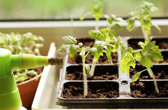 комплексное удобрение для томатов (1) комплексное удобрение для томатов (1)