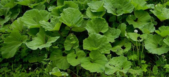 корень лопуха для укрепления волос корень лопуха для укрепления волос