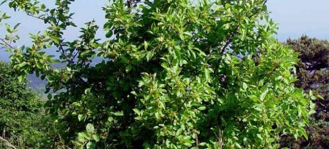 крушина описание крушина описание