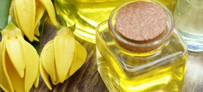 лечебные свойства масла иланг-иланг лечебные свойства масла иланг-иланг